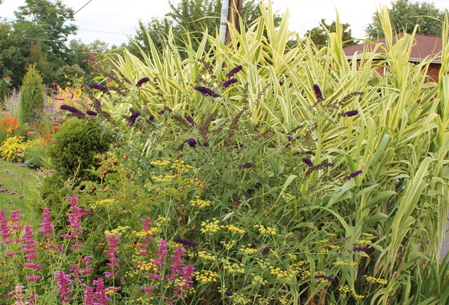 arundo donax variegata in perennial border