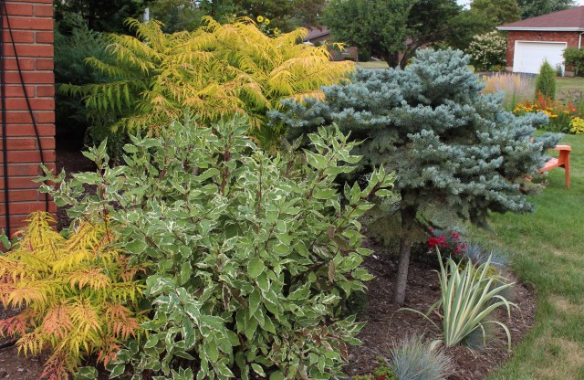 sumac tiger eyes with blue spruce