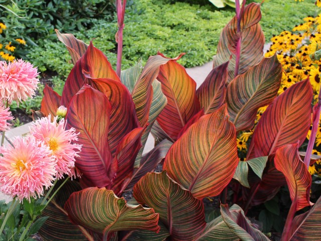 canna tropicana