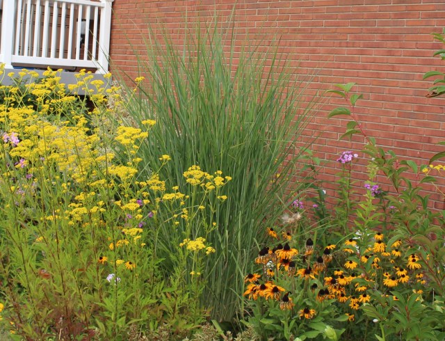 panicum cloud nine with patrina