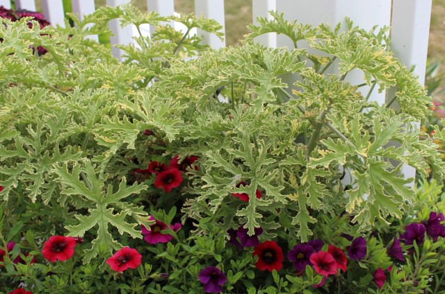 scented leaf geranium