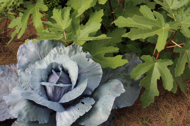 red cabbage and fig leaves