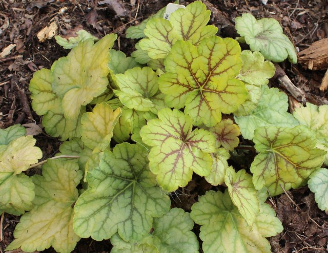 heuchera circus clown