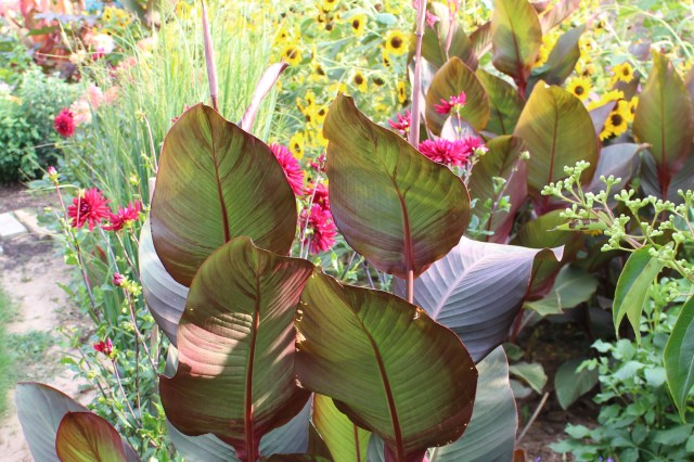 canna in the garden