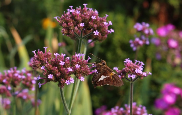 skipper butterfly on verbena