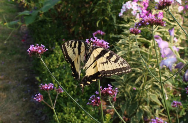 tiger swallowtail