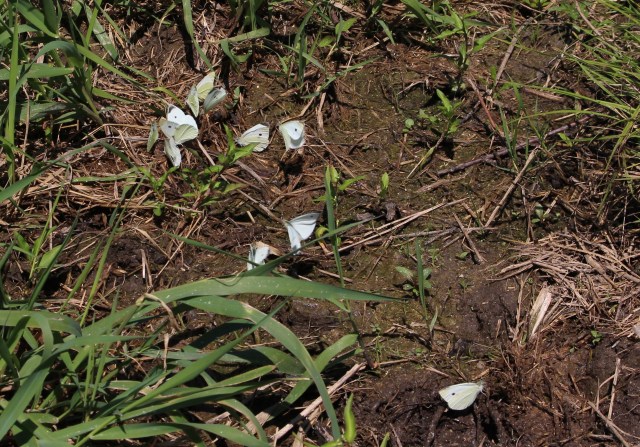 butterflies puddling