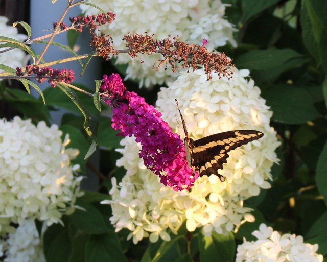 giant swallowtail butterfly