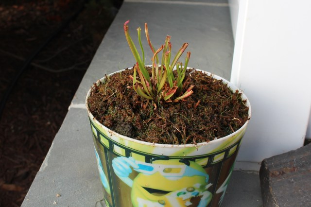 container bog with pitcher plant