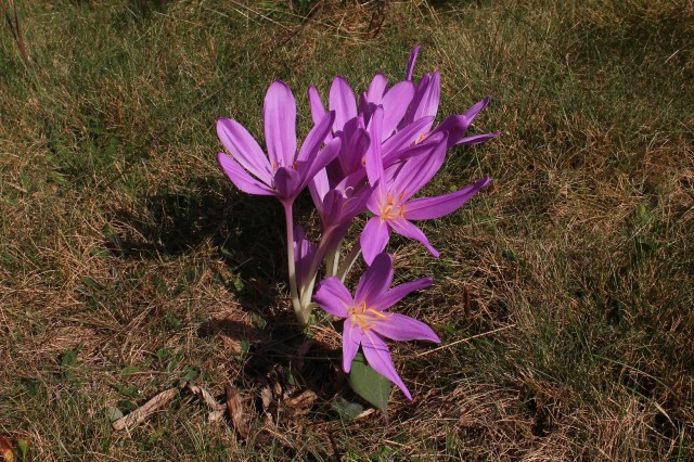 colchicum 'lilac wonder' in lawn