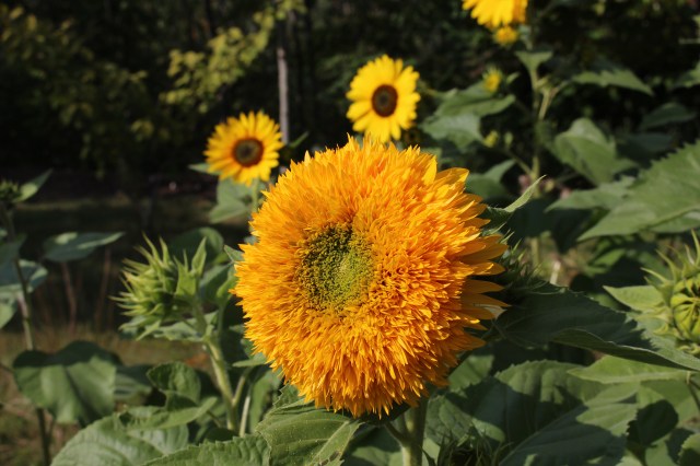 double sunflower