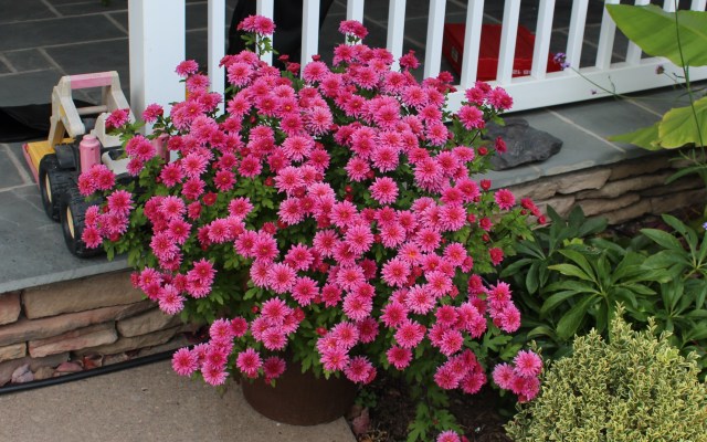 mum 'pink cadillac' chrysanthemum