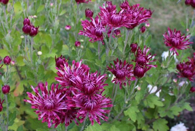 mum 'carousel' chrysanthemum