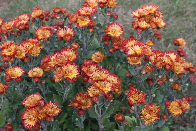 mum 'dolliette' chrysanthemum