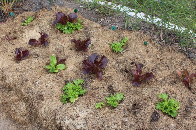 lettuce transplants