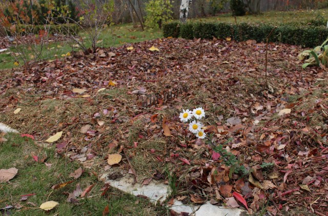 garden put to bed for the winter
