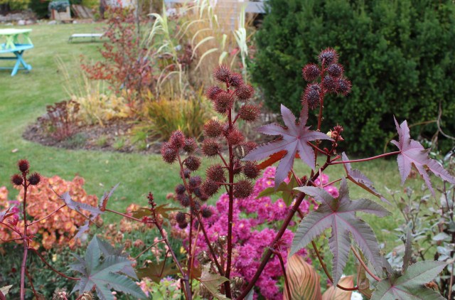 red leaved castor bean seedheads