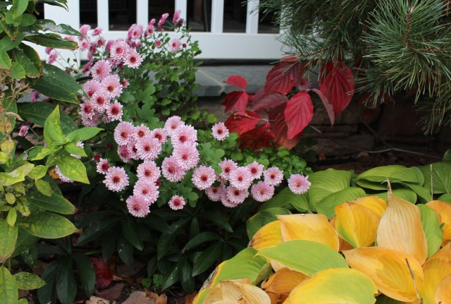 late season self sown chrysanthemum