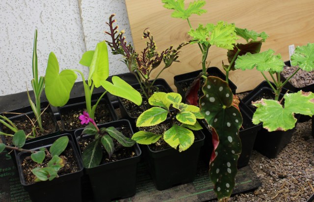 overwintering cuttings under shoplight