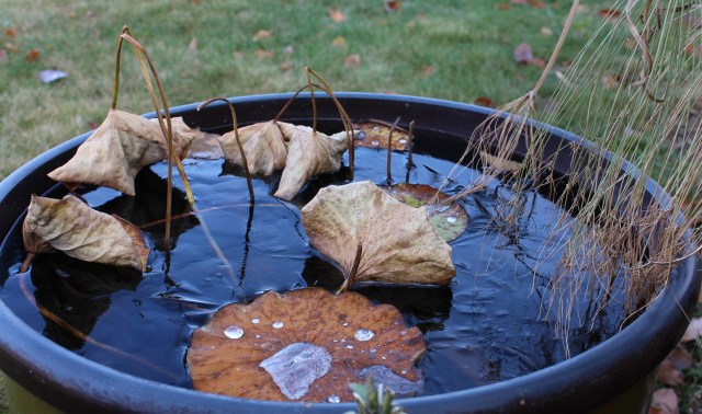 lotus in container winter