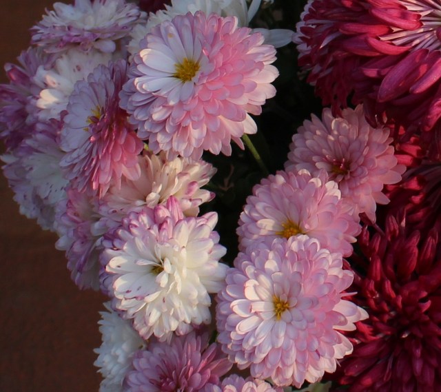 self seeded chrysanthemum