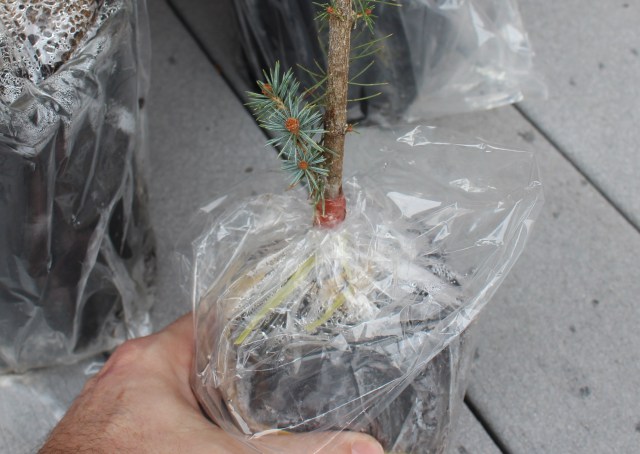 purchase Picea pungens 'Walnut Glen' graft