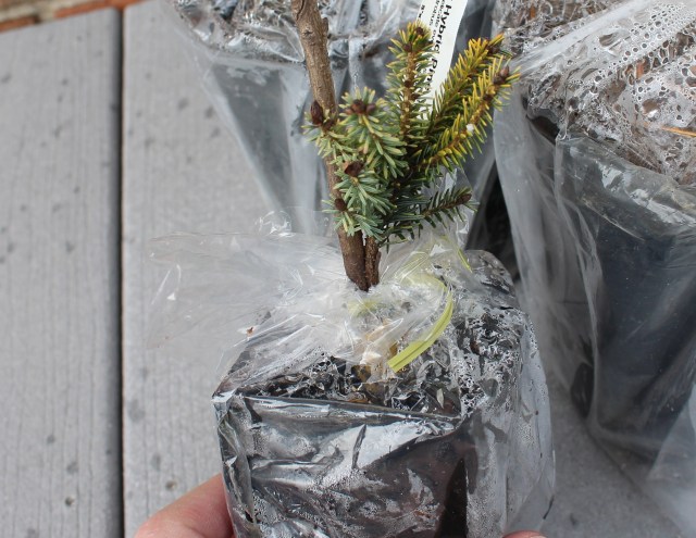 purchase Picea omorika 'Peve Tijn' graft