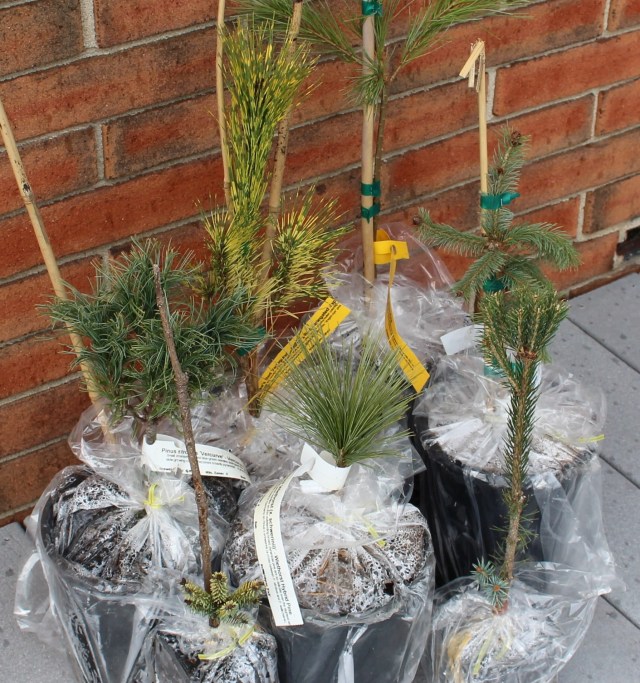 conifer kingdom purchase