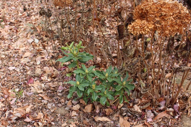planting rhododendron