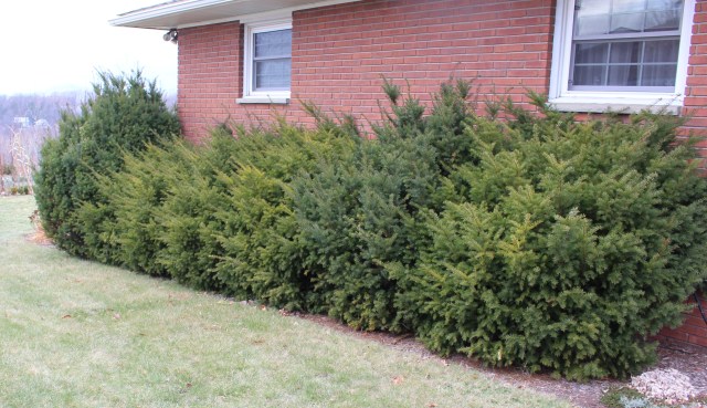 overgrown yew hedge
