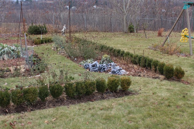 boxwood cuttings hedge around vegetable garden