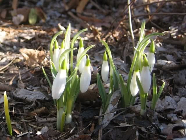 galanthus nivalis