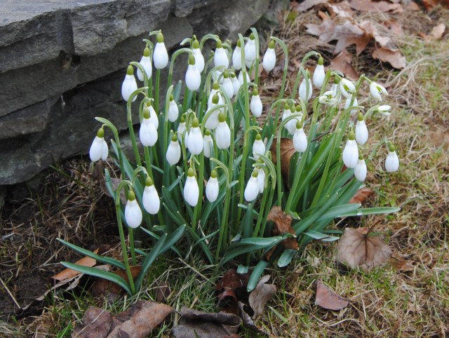 galanthus nivalis