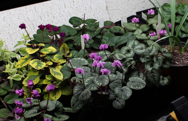 winter garden under lights