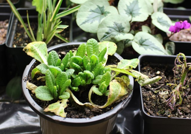 primula vulgaris forced