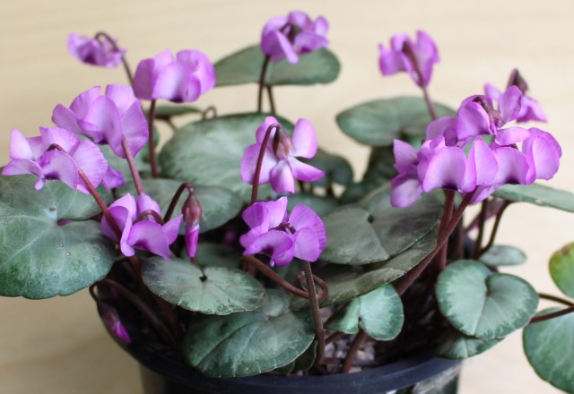 cyclamen coum potted