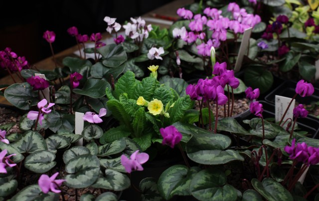 primula and cyclamen under growlights