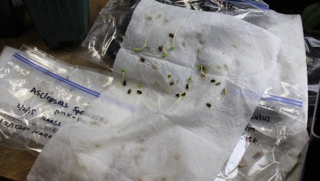 deno method seeds sprouting