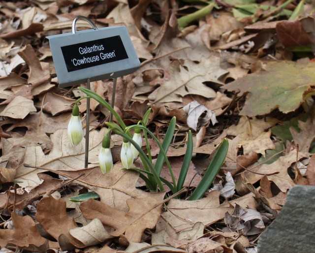 galanthus cowhouse green