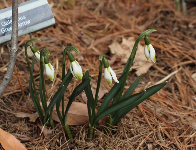 galanthus green arrow