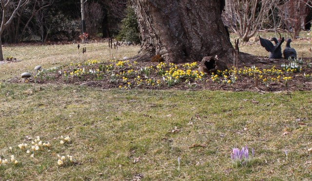 naturalized bulbs in lawn