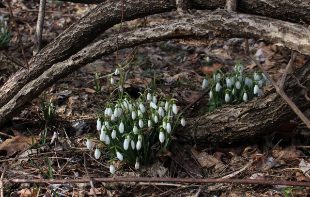 wild galanthus