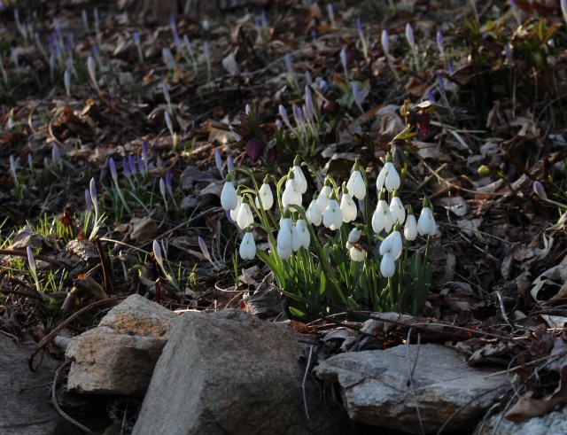 galanthus sam arnott