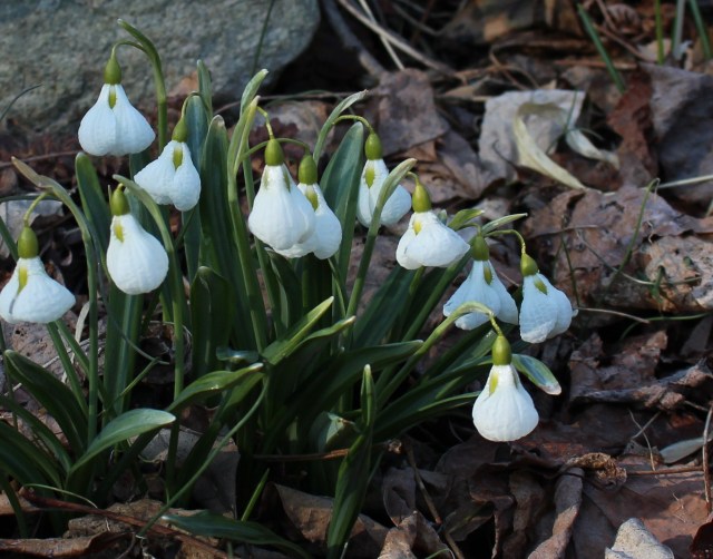 galanthus diggory