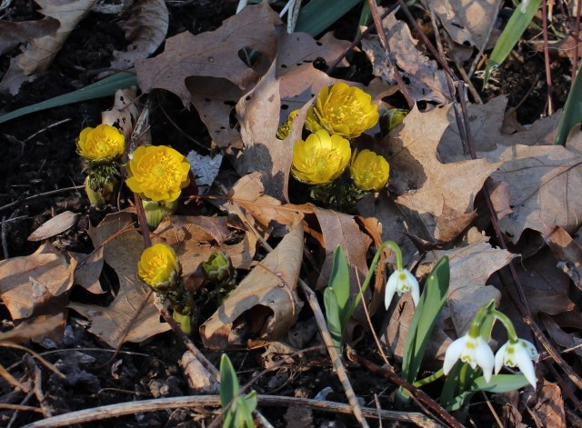 adonis amurensis fukujukai