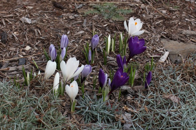 first dutch crocus blooms