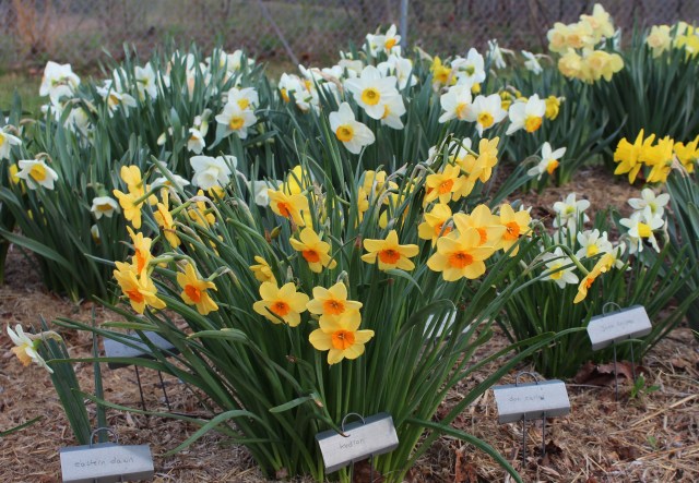 daffodil narcissus kedron