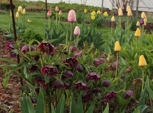 tulips and double hellebore