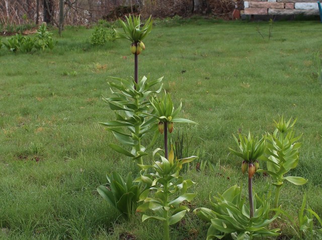 growing fritillaria imperialis