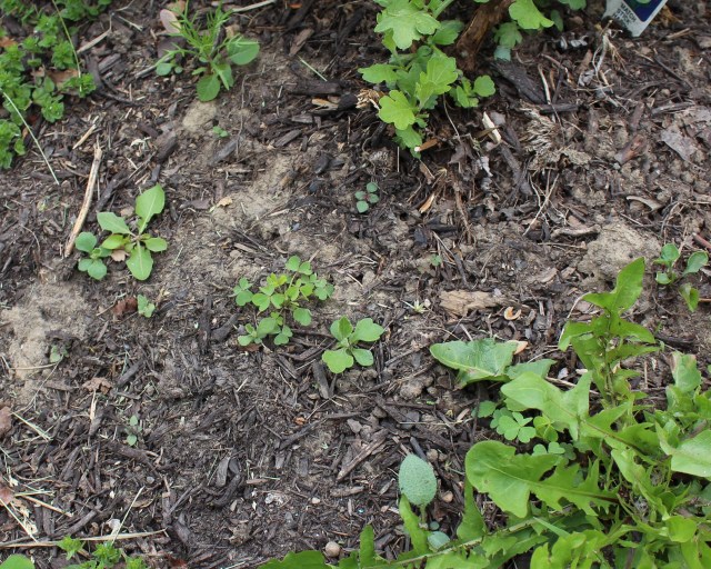 chrysanthemum seedlings 